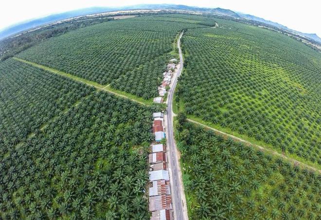 地理中的热带经济作物龙8国际唯一网站高考(图6)